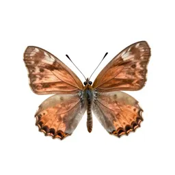 Copper