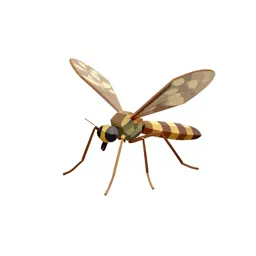 Crane fly
