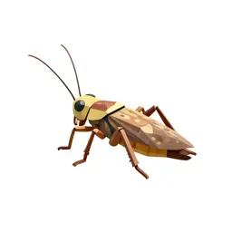 Cricket