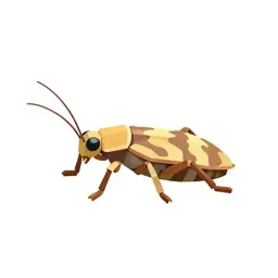 Diapheromera