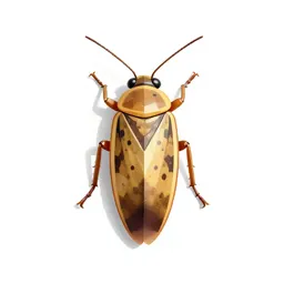Dictyopterous insect