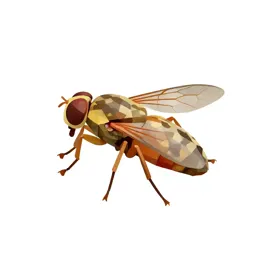 Drosophila