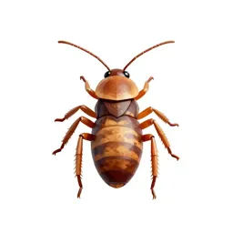 Dry-wood termite