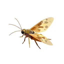 Fish fly