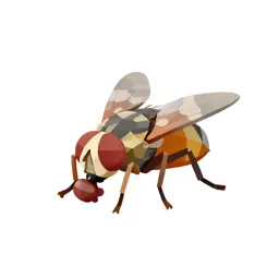 Flesh fly