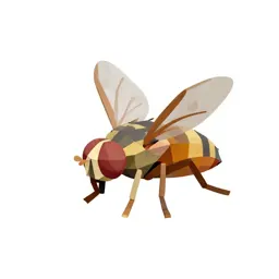 Fly