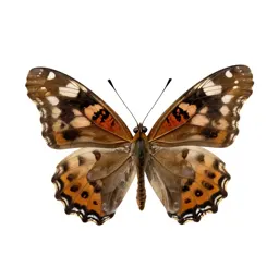 Fritillary