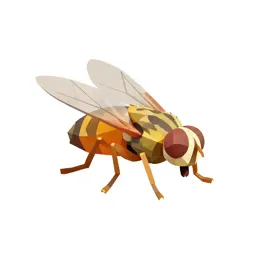 Fruit fly