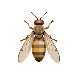 Gall midge