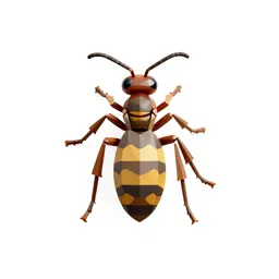 Gall wasp