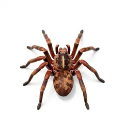 Garden spider