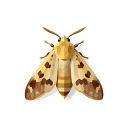 Grain moth
