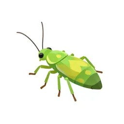 Green peach aphid