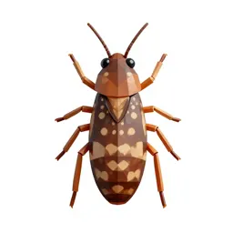 Head louse