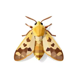 Heliothis moth