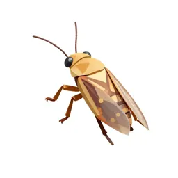 Jumping plant louse