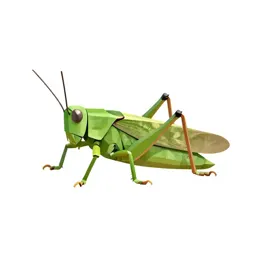 Katydid
