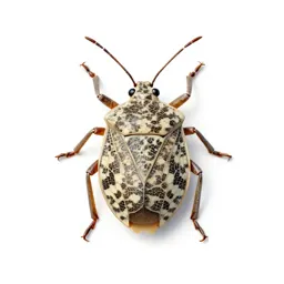 Lace bug