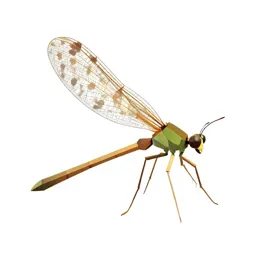 Lacewing