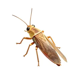Lantern fly