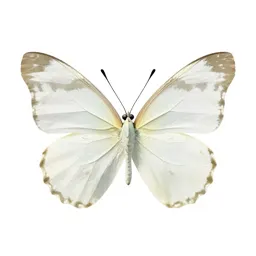 Large white