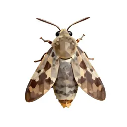 Lasiocampid