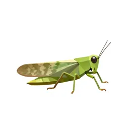Leafhopper