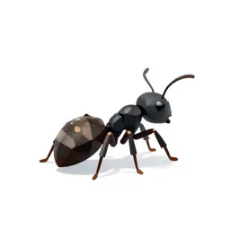Little black ant