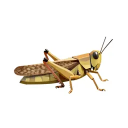Locust