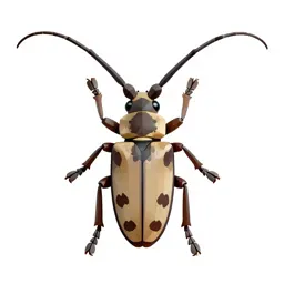 Long-horned beetle