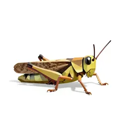 Long-horned grasshopper