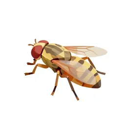 Louse fly