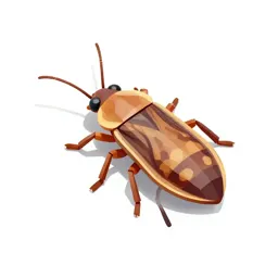 Louse