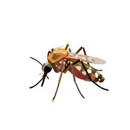 Malarial mosquito