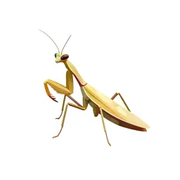 Mantispid