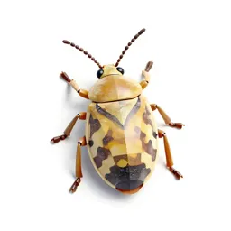 Mealybug