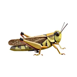 Migratory grasshopper