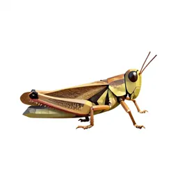 Migratory locust