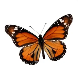 Monarch
