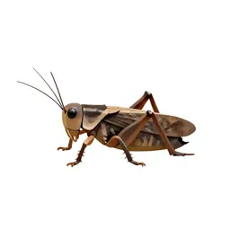 Mormon cricket