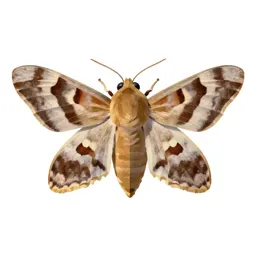 Moth miller