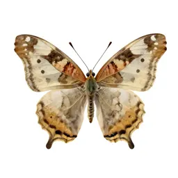 Mourning cloak