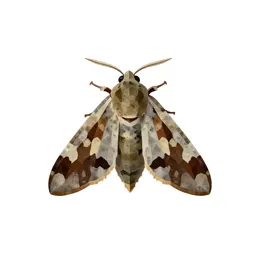 Noctuid moth
