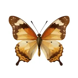 Nymphalid