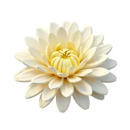 Pale chrysanthemum aphid