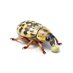 Pea weevil