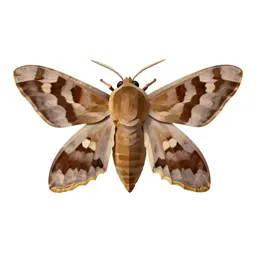 Pernyi moth