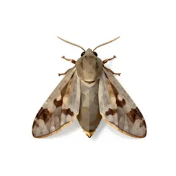 Potato moth