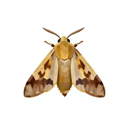 Raisin moth