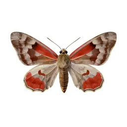 Red underwing